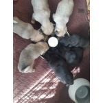 Мопсята с документами РКФ (жд доставка)