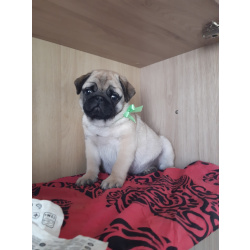 Мопсята с документами РКФ (жд доставка)