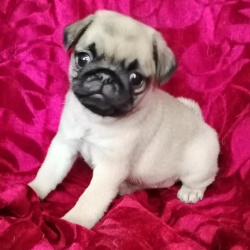 Мопс щенки с документами РКФ