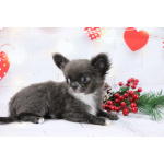 Чихуахуа щенки купить в Москве