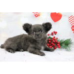 Чихуахуа щенки купить в Москве