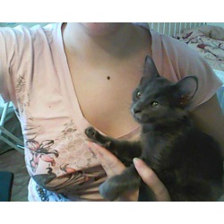 котенок
