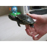 Продам 2-х красноухих водных черепах с аквариумом