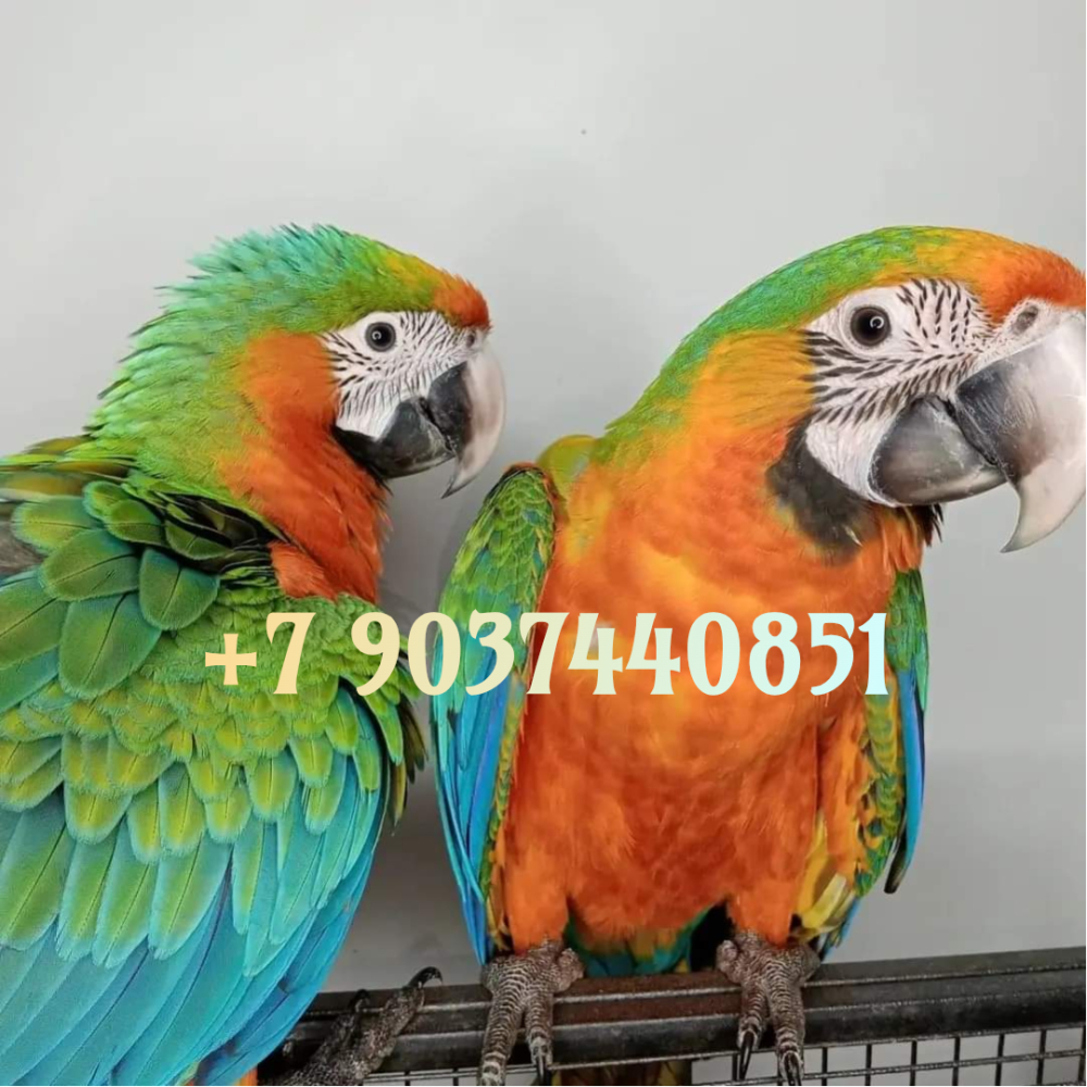 Каталина гибрид попугаев ара - ручные птенцы из питомника