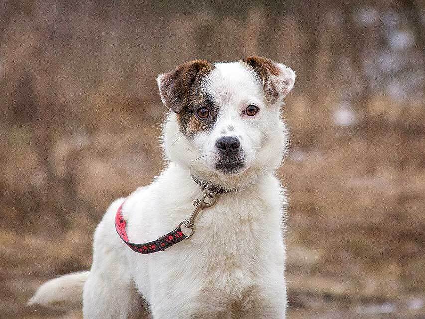 Миниатюрная диванная собачка Дафи ищет дом