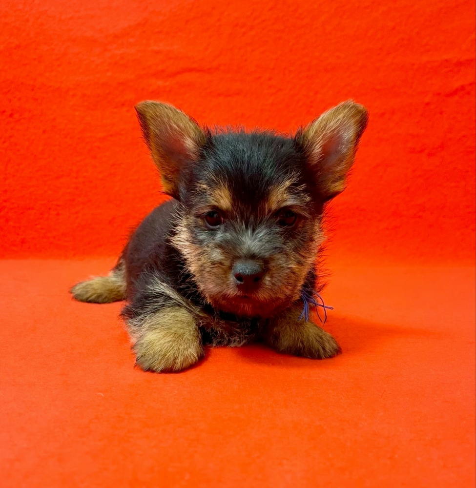 Щенки норвич терьера