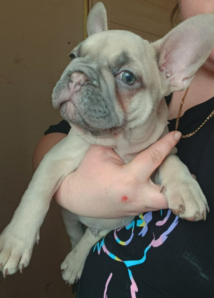 Щенки французского бульдога