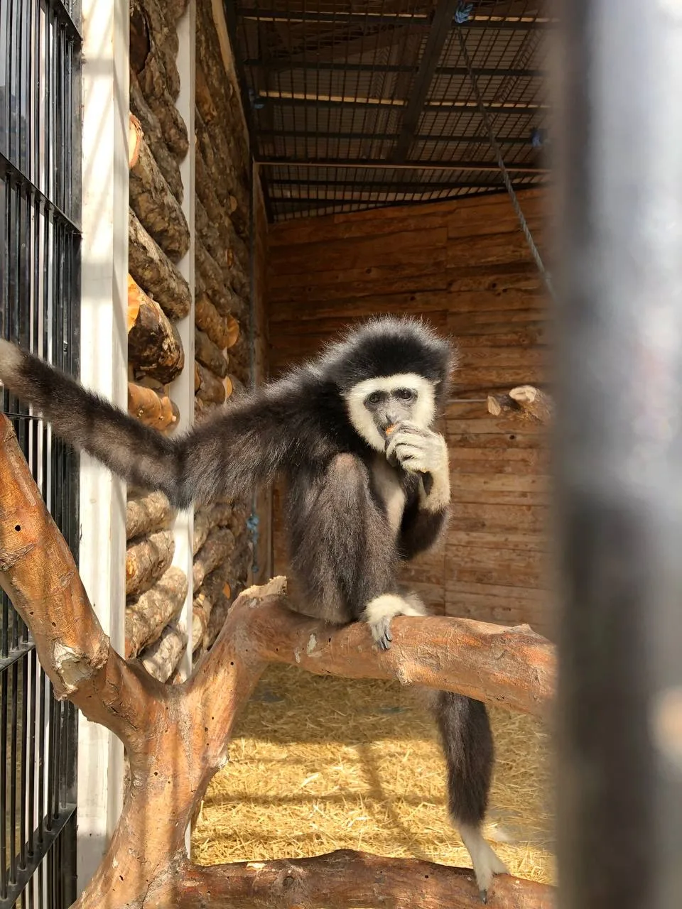 Белорукий гиббон