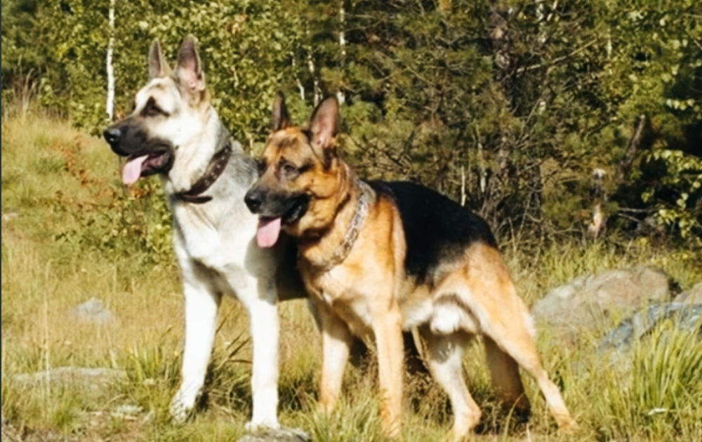 Щенки от Восточноевропейской ,1месяц