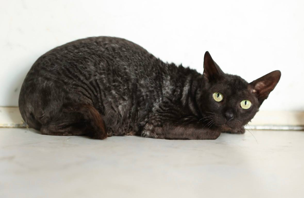 Кошечка Арианна ищет дом!