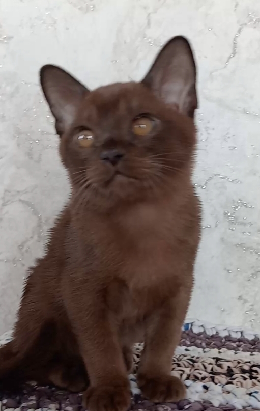 Елена Алексеевна Староселова