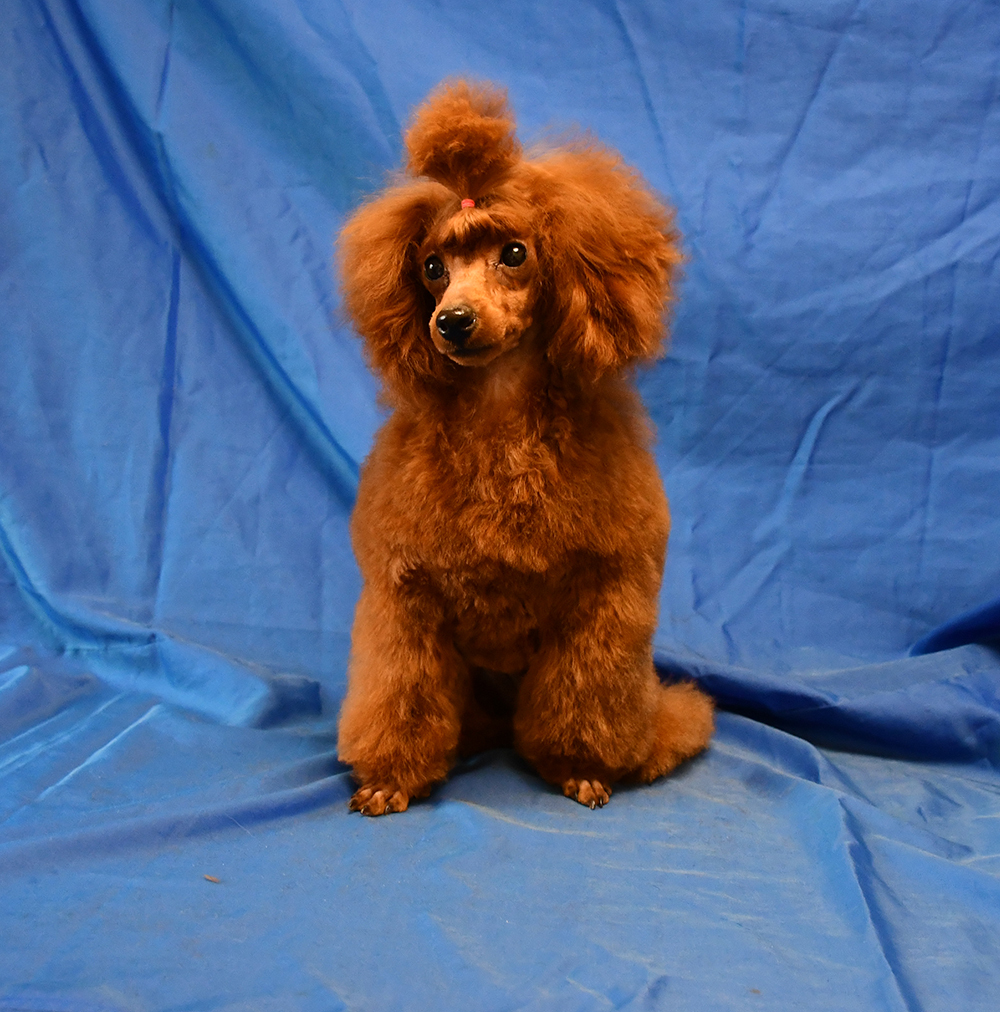 Той пуделя щенок красная девочка ДЖЕНТЛИ БОРН ГЕРМИОНА