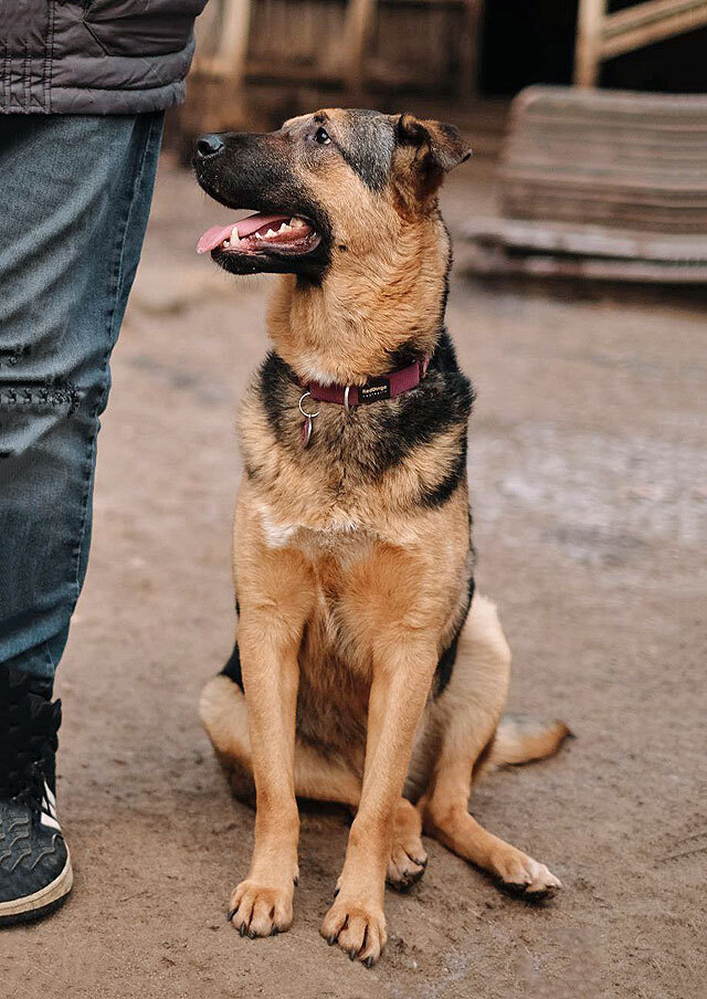 Кай, молодой домашний пес ищет дом