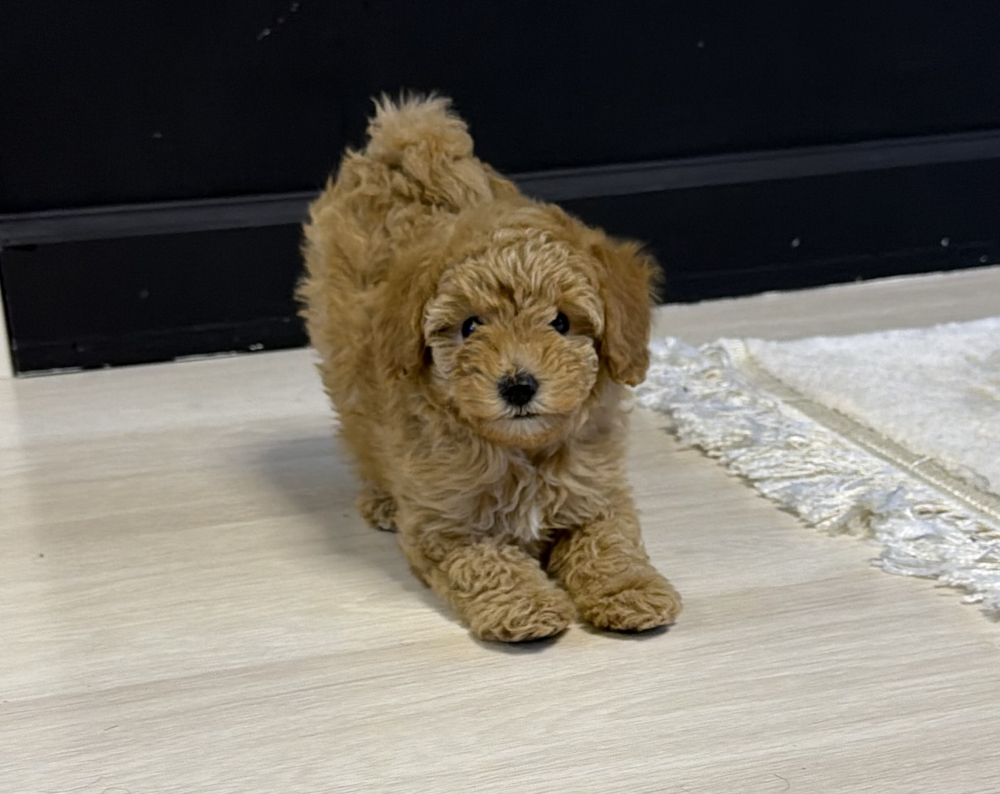 Щенок МАЛЬТИПУ