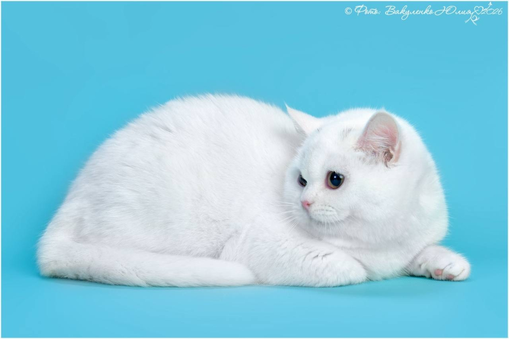 Белая британская кошка котенок