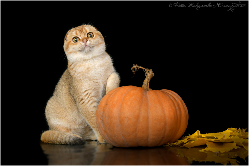 Шотландская вислоухая золотая шиншилла