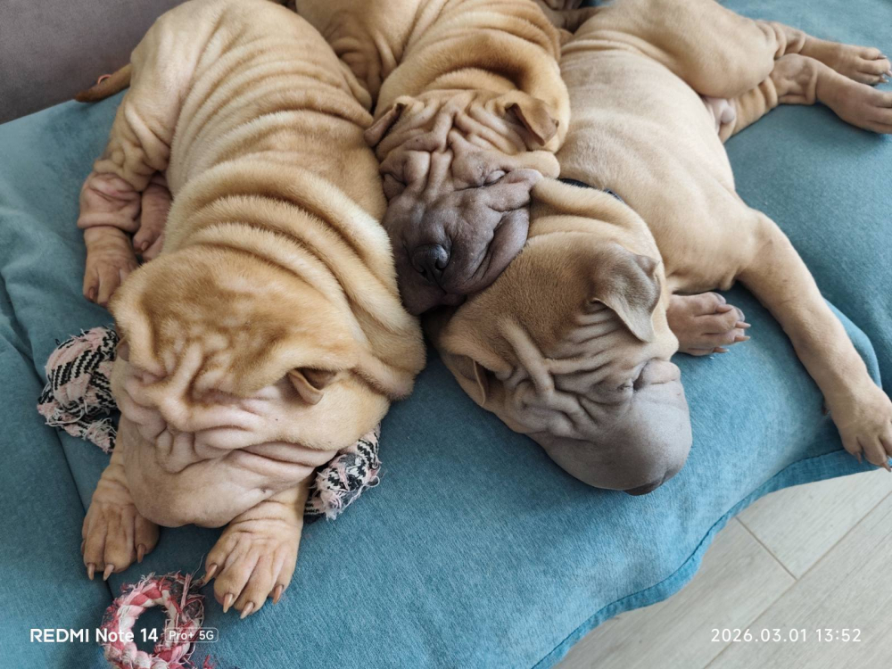 Щенки шарпея 4 мес (мальчики)