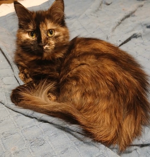 Кошечка Джессика в добрые руки