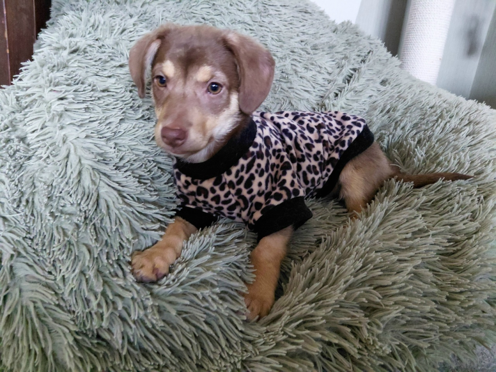 Очень красивый маленький щенок