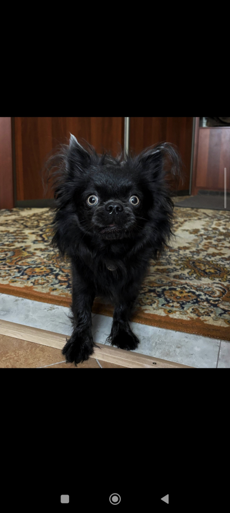 Ищем девочку чихуахуа для нашего жениха