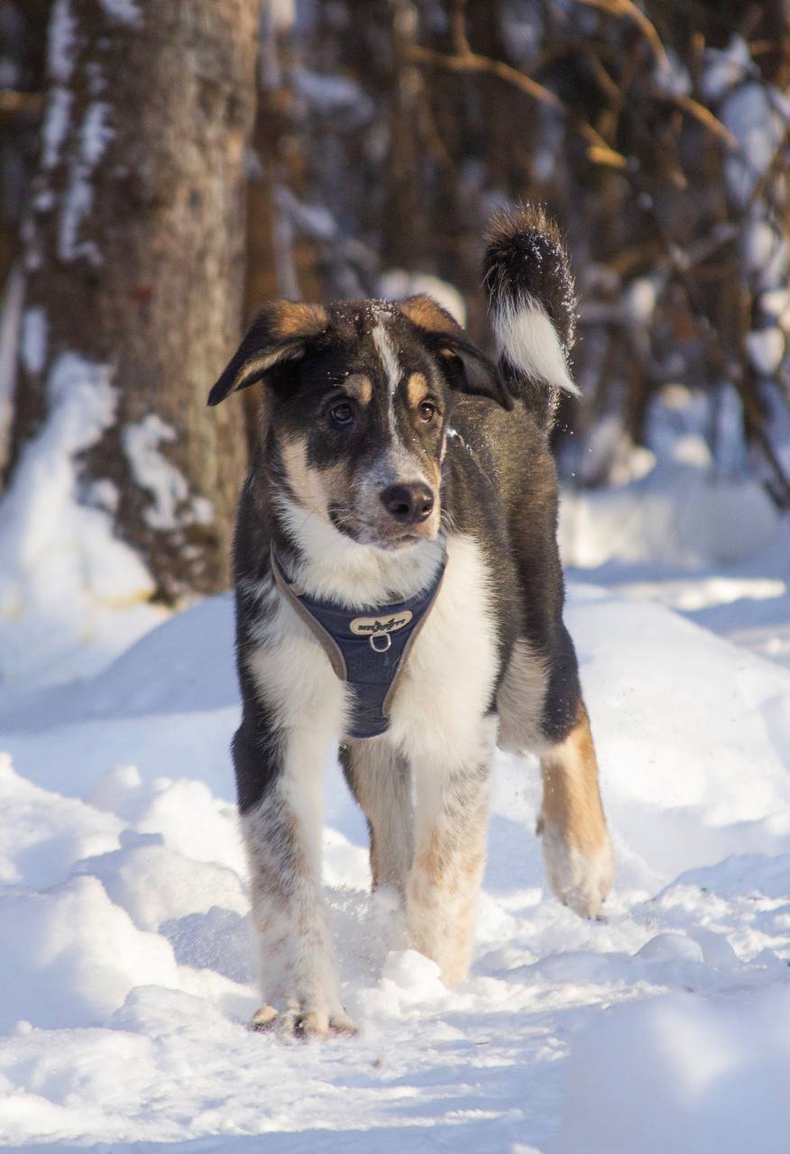 Робби в поисках семьи!