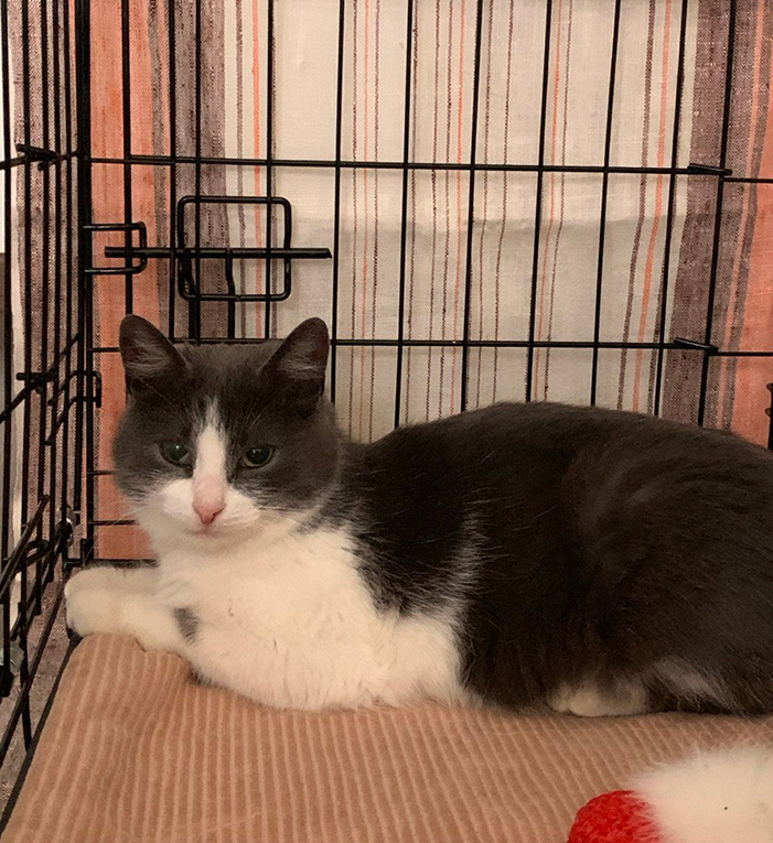 Миниатюрная кошечка-мурлыка Сильва в добрые руки