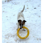 Милашка джек-рассел-терьер ищет дом