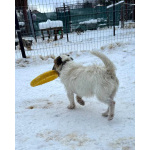 Милашка джек-рассел-терьер ищет дом