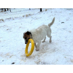 Милашка джек-рассел-терьер ищет дом