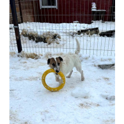 Милашка джек-рассел-терьер ищет дом