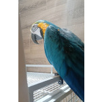 Сине-желтый Ара