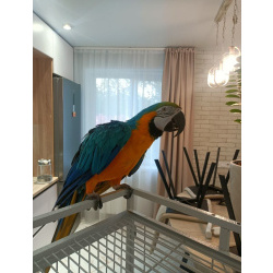 Сине-желтый Ара