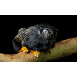 Краснорукий тамарин