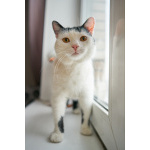 Уютный семейный кот Сеня в добрые руки