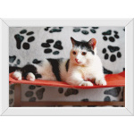 Уютный семейный кот Сеня в добрые руки