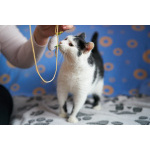 Уютный семейный кот Сеня в добрые руки