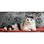 Уютный семейный кот Сеня в добрые руки