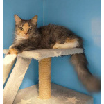 Кошечка счастливого окраса в добрые руки