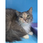 Кошечка счастливого окраса в добрые руки