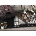 Кошечка счастливого окраса в добрые руки