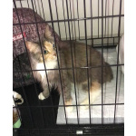 Кошечка счастливого окраса в добрые руки