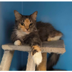 Кошечка счастливого окраса в добрые руки