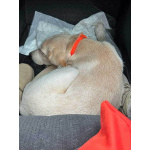 Ищет дом Баки — солнечный щенок, метис бигля