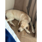 Ищет дом Баки — солнечный щенок, метис бигля