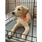 Ищет дом Баки — солнечный щенок, метис бигля