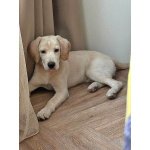 Ищет дом Баки — солнечный щенок, метис бигля