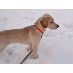 Ищет дом Баки — солнечный щенок, метис бигля