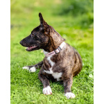 Дора, девочка, 7 мес. ищет дом.