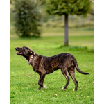 Дора, девочка, 7 мес. ищет дом.