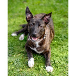 Дора, девочка, 7 мес. ищет дом.